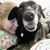 Rachel Carlson's profile image