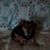 Julie A. Aderholt Cauthorne's profile image