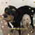 Jenn Dellafer's profile image