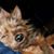 Michael L Cutler's profile image