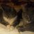 Rhonds Mosby's profile image