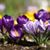 Sue Hayton Leven's profile image