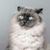 Krysti Yakonick's profile image
