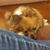 Susie Scott Mitchell's profile image