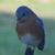 Terry Rice McClain's profile image