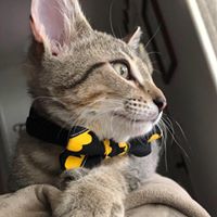 Debbie Thall's profile image