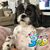 Shirley Kroneman Crippen's profile image