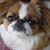 Thea Brautigam's profile image