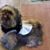 Lori Lanum's profile image