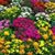 Patsy Brown's profile image