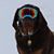 Suzanne Hansen's profile image