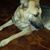 Lisa Iron Shell Wardwell's profile image