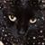 Siggy Mueller's profile image