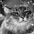Mimi Meyer's profile image