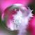 Suzie Rose's profile image