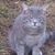 Shellie Blevens's profile image