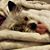 Viviana Flores's profile image