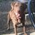 Trish Neel-Wilson's profile image