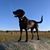 Tom Kitchens's profile image