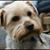 Dusty Poodel's profile image
