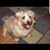 Lisa Jackson Ringer's profile image