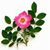 Lori Hanson's profile image