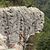 Gerri Genovese Collins's profile image