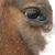 Pauletta Whitehorn's profile image