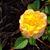 Ann Chadderdon's profile image