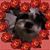 Cindy Timmons's profile image