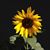Donna Mercer's profile image