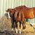 Brandee Jasperson Bobzin's profile image