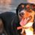 Jethro HandsomeDog's profile image