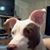 Alexander Rummery's profile image