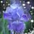 Sabra Bailey Breslin's profile image