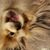 Nancy Szwyd's profile image