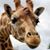 Joan Collins's profile image
