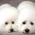 Shirley Stahl's profile image
