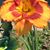DeAnne M Hoke's profile image