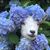 Judy Smith's profile image