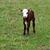 Mike Plassmeyer's profile image