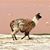 Diana Ayllon's profile image