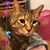 Diane Staunton's profile image