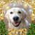 Susan Hoover's profile image