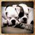 JoAnne Miller Dangel's profile image