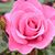 Cheryl Emery's profile image