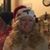 Debi Whipple Friloux's profile image