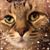 Karen Anderson's profile image