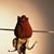 Olive'r Flore's's profile image