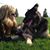 Shari Salvatori's profile image